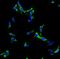 Choline O-Acetyltransferase antibody, A01192-4, Boster Biological Technology, Immunofluorescence image 