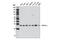 14-3-3 Eta antibody, 5521S, Cell Signaling Technology, Western Blot image 