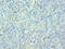 ETS Variant 6 antibody, LS-C375683, Lifespan Biosciences, Immunohistochemistry paraffin image 
