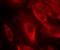 Mitogen-Activated Protein Kinase Kinase 6 antibody, GTX50204, GeneTex, Immunofluorescence image 