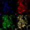 Citrulline antibody, SMC-501D-A680, StressMarq, Immunocytochemistry image 