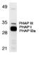 Acidic Nuclear Phosphoprotein 32 Family Member A antibody, LS-B3194, Lifespan Biosciences, Western Blot image 
