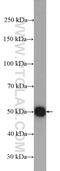 Dynactin Subunit 2 antibody, 10031-2-AP, Proteintech Group, Western Blot image 