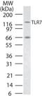 Toll Like Receptor 7 antibody, GTX13730, GeneTex, Western Blot image 
