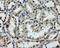 GRIP1 Associated Protein 1 antibody, LS-C114927, Lifespan Biosciences, Immunohistochemistry paraffin image 