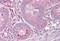 Solute Carrier Family 13 Member 2 antibody, NBP1-62518, Novus Biologicals, Immunohistochemistry frozen image 