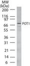 Protection Of Telomeres 1 antibody, PA1-41147, Invitrogen Antibodies, Western Blot image 