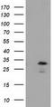 RASD Family Member 2 antibody, LS-C172474, Lifespan Biosciences, Western Blot image 