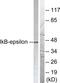 NFKB Inhibitor Epsilon antibody, LS-C117525, Lifespan Biosciences, Western Blot image 