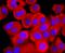 ATP Synthase F1 Subunit Alpha antibody, NBP2-67170, Novus Biologicals, Immunofluorescence image 