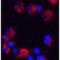 C18orf42 antibody, LS-C358515, Lifespan Biosciences, Immunofluorescence image 