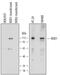 Nucleotide Binding Oligomerization Domain Containing 1 antibody, MAB7090, R&D Systems, Western Blot image 