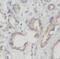 Transmembrane 7 Superfamily Member 2 antibody, FNab08731, FineTest, Immunohistochemistry frozen image 