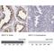 Sperm Autoantigenic Protein 17 antibody, NBP1-85409, Novus Biologicals, Immunohistochemistry paraffin image 