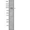 Neuronal PAS domain-containing protein 2 antibody, abx217216, Abbexa, Western Blot image 