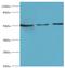 Serpin Family A Member 10 antibody, MBS1496249, MyBioSource, Western Blot image 