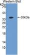 Follistatin Like 1 antibody, LS-C728156, Lifespan Biosciences, Western Blot image 