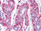 RAK antibody, abx011719, Abbexa, Enzyme Linked Immunosorbent Assay image 