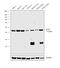 Glutamic-Oxaloacetic Transaminase 2 antibody, MA5-15595, Invitrogen Antibodies, Western Blot image 