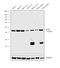 Glutamic-Oxaloacetic Transaminase 2 antibody, MA5-15595, Invitrogen Antibodies, Western Blot image 