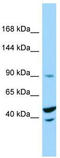Tripartite Motif Containing 71 antibody, TA332240, Origene, Western Blot image 