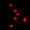Distal-Less Homeobox 5 antibody, LS-C352118, Lifespan Biosciences, Immunofluorescence image 