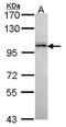 Rho GTPase Activating Protein 26 antibody, PA5-28703, Invitrogen Antibodies, Western Blot image 