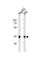 Golgi Phosphoprotein 3 antibody, abx034915, Abbexa, Western Blot image 