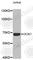 Docking Protein 7 antibody, A9537, ABclonal Technology, Western Blot image 