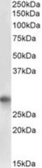Programmed Cell Death 1 antibody, MBS420415, MyBioSource, Western Blot image 