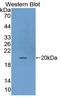 Fibroblast Growth Factor 22 antibody, LS-C663278, Lifespan Biosciences, Western Blot image 