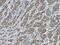 Autophagy Related 4A Cysteine Peptidase antibody, 27467-1-AP, Proteintech Group, Immunohistochemistry paraffin image 