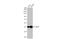 Glutamic-Oxaloacetic Transaminase 1 antibody, GTX632033, GeneTex, Western Blot image 