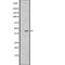 Neuropeptide S Receptor 1 antibody, abx147471, Abbexa, Western Blot image 