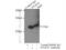 Prostaglandin E Synthase 3 antibody, 15216-1-AP, Proteintech Group, Immunoprecipitation image 