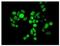 Zic Family Member 1 antibody, ab134951, Abcam, Immunofluorescence image 