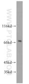 Transcription factor SOX-5 antibody, 13216-1-AP, Proteintech Group, Western Blot image 