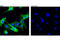 Rabbit IgG antibody, 2975S, Cell Signaling Technology, Immunofluorescence image 