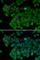 DNA Methyltransferase 3 Like antibody, A2342, ABclonal Technology, Immunofluorescence image 
