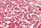 Crystallin Alpha B antibody, MBS249146, MyBioSource, Immunohistochemistry paraffin image 