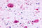 G Protein-Coupled Receptor 17 antibody, MBS247866, MyBioSource, Immunohistochemistry frozen image 