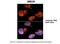 Ubiquitin Conjugating Enzyme E2 N antibody, 27-998, ProSci, Immunohistochemistry frozen image 