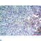 Ectodysplasin A antibody, LS-C813403, Lifespan Biosciences, Immunohistochemistry paraffin image 