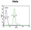 ELOVL Fatty Acid Elongase 5 antibody, abx034595, Abbexa, Western Blot image 