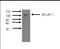 Cytochrome P450 Family 3 Subfamily A Member 4 antibody, NBP2-50208, Novus Biologicals, Western Blot image 