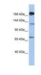 5-Methyltetrahydrofolate-Homocysteine Methyltransferase antibody, NBP1-79285, Novus Biologicals, Western Blot image 