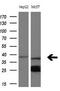 Nucleoporin 43 antibody, LS-C799818, Lifespan Biosciences, Western Blot image 