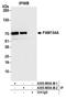 Reticulophagy Regulator Family Member 2 antibody, A305-800A-M, Bethyl Labs, Immunoprecipitation image 