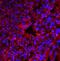 Eukaryotic Translation Initiation Factor 2 Alpha Kinase 2 antibody, A01384-1, Boster Biological Technology, Immunofluorescence image 