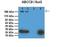 ATP Binding Cassette Subfamily C Member 9 antibody, orb330328, Biorbyt, Western Blot image 
